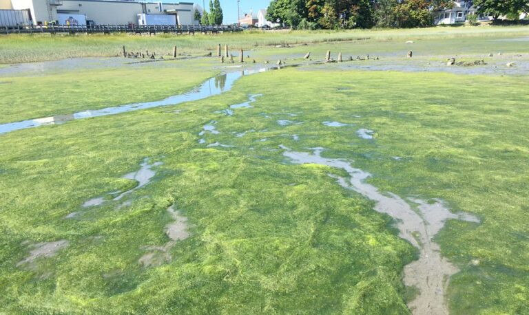 large algal bloom on a mudflat