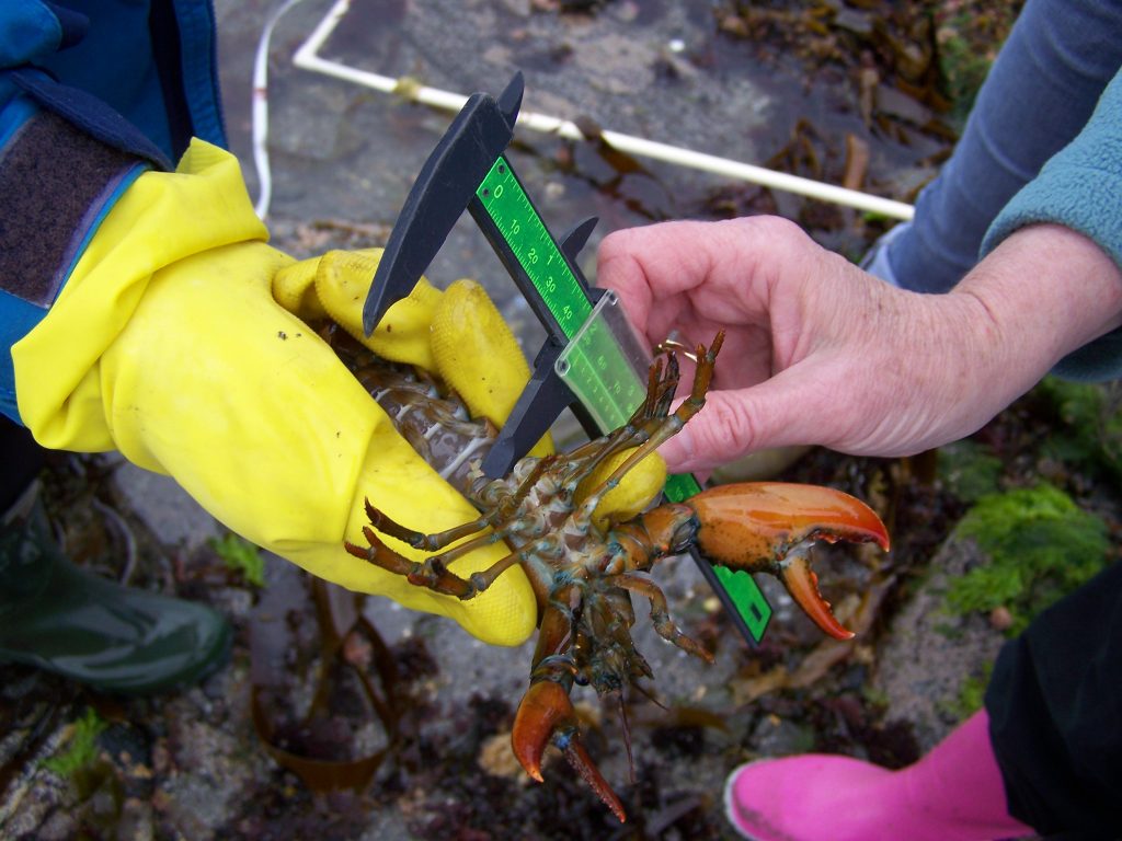 Helping track baby lobsters
