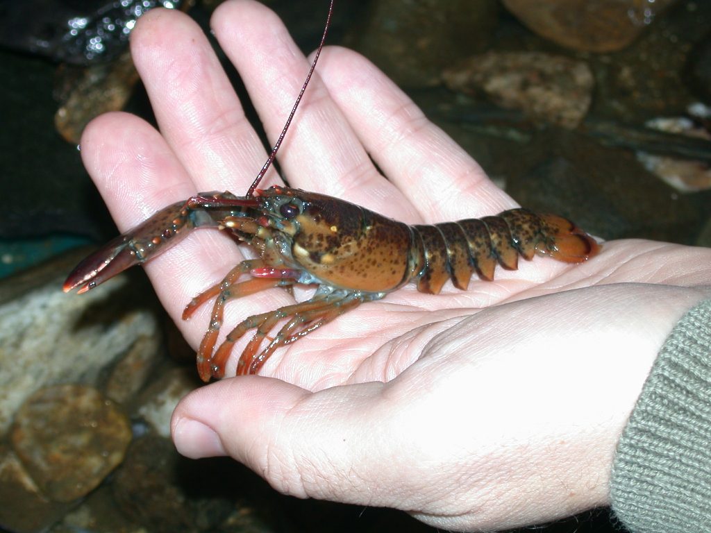 Rescuing lobsters from dredging