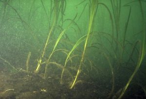 underwater image of eelgrass, low light, algea growth on eelgrass blades.