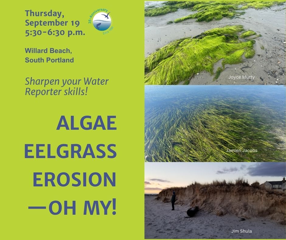 3 images: Algae, eelgrass, and erosion on a beach