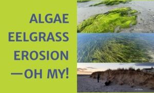 3 images: Algae, eelgrass, and erosion on a beach