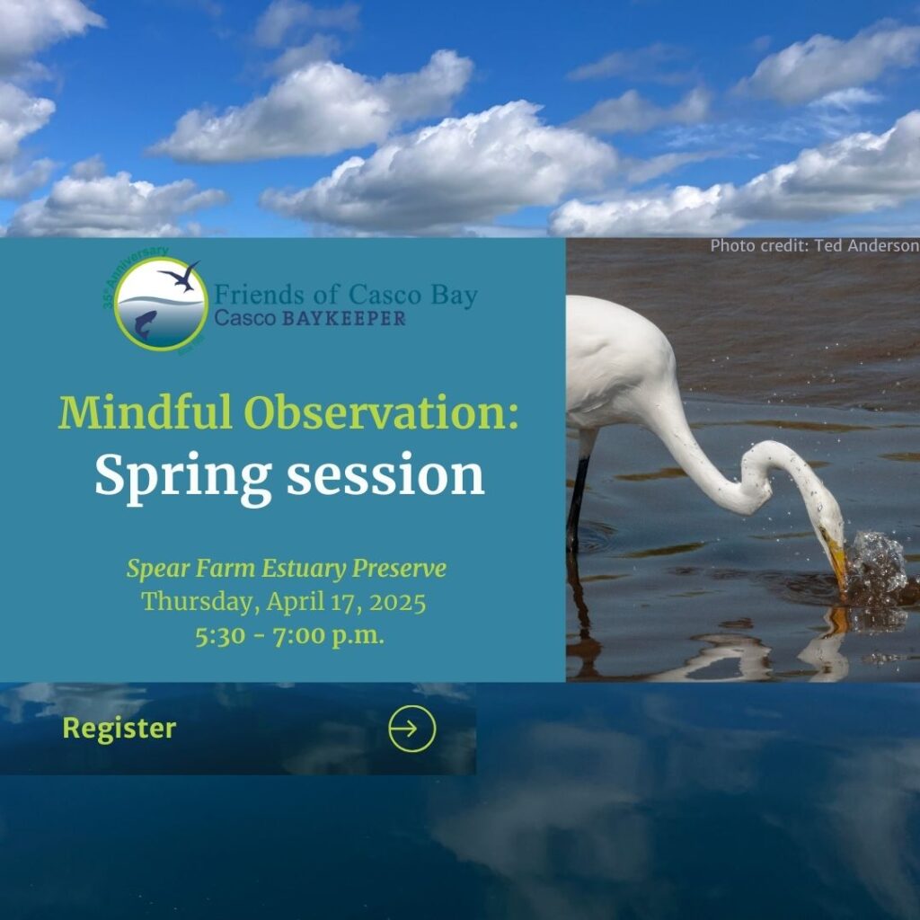 an egret pokes its head into water. Info about the Spring Mindful Session
