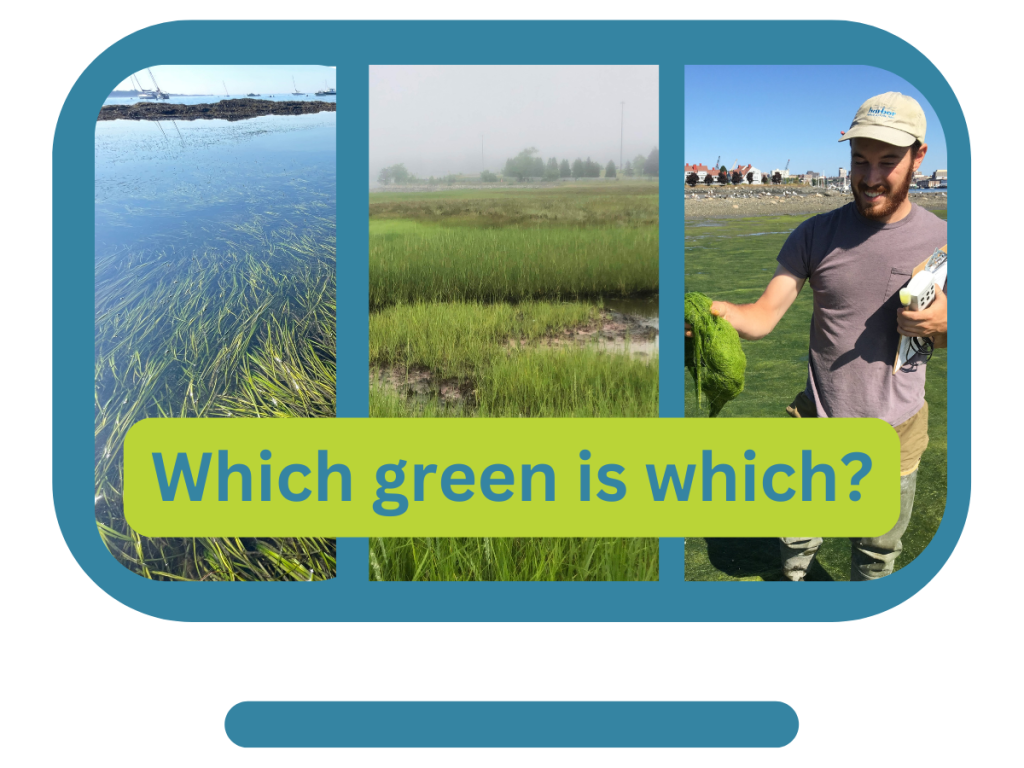 icon of a screen with three photos: eelgrass, marsh grass, and algae. Which green is which?