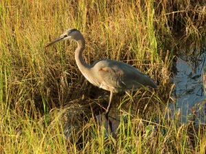a blue heron tucked into salt marsh grasses