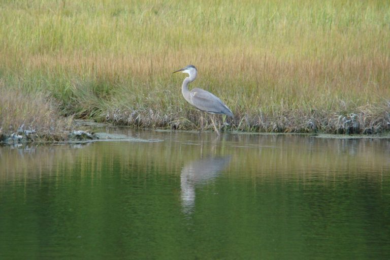 a blue heron at the edge of the water and salt marsh