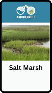 phone case with salt marsh photo