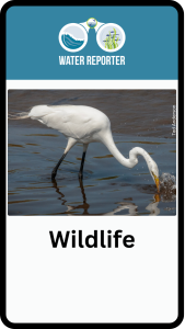 phone case showing an egret