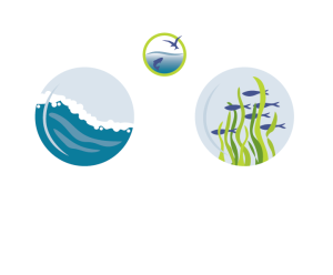 Water Reporter logo of binoculars showing waves and eelgrass