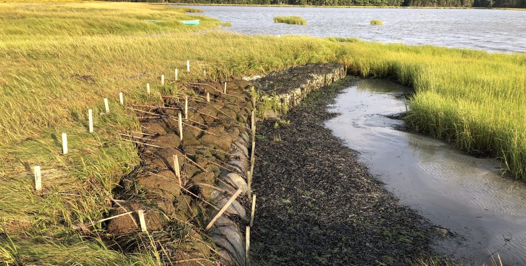 salt marsh restoration