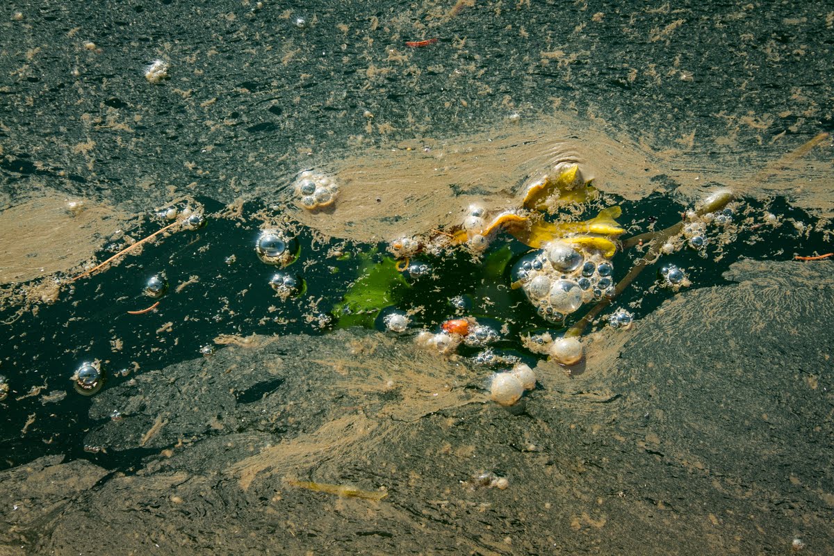 scum and pollution on the water surface