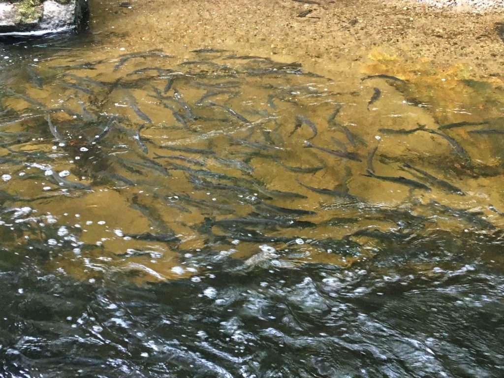 fish in water