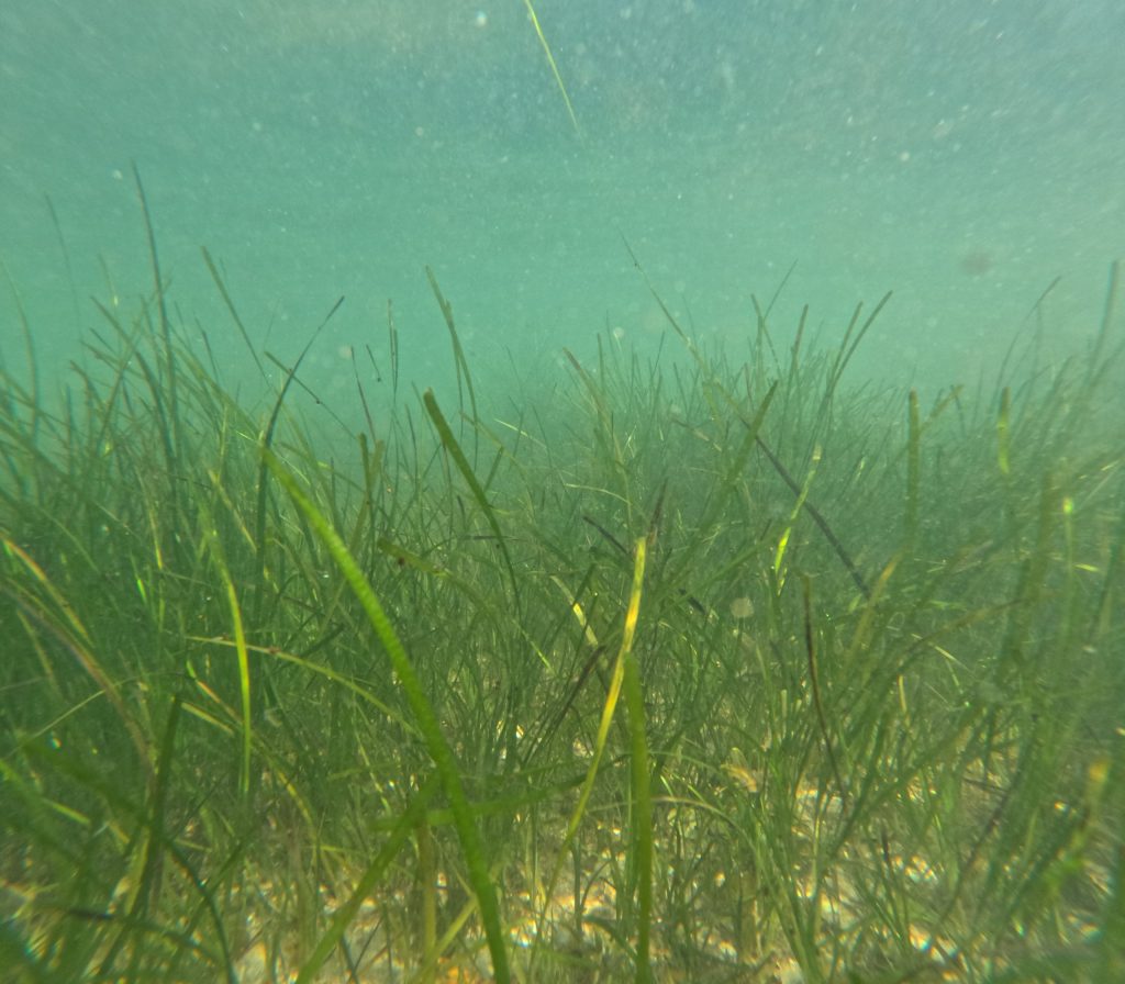 eelgrass underwater