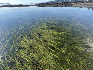 eelgrass under the surface of the water