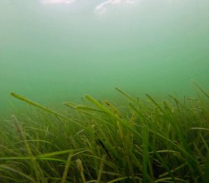 eelgrass underwater