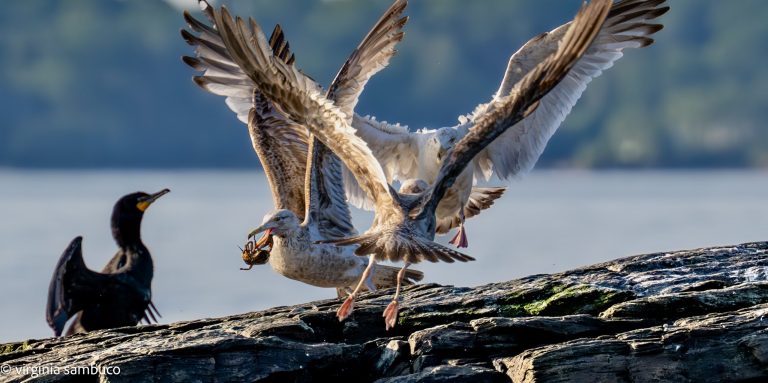 gulls fighting over a green crab while a cormorant watches from the sidelines