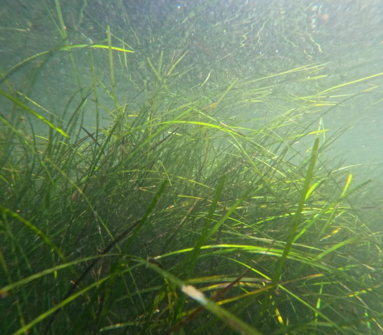healthy eelgrass underwater