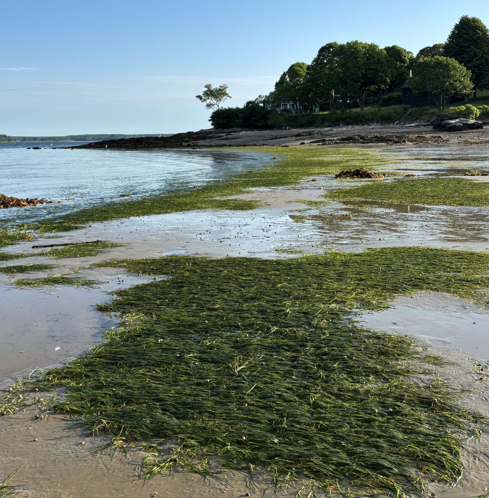 eelgrass on a beach, exposed at extremely low tide